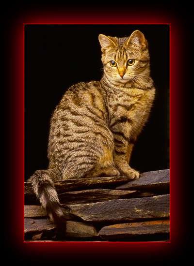 el cucho original puede variar en apariencia